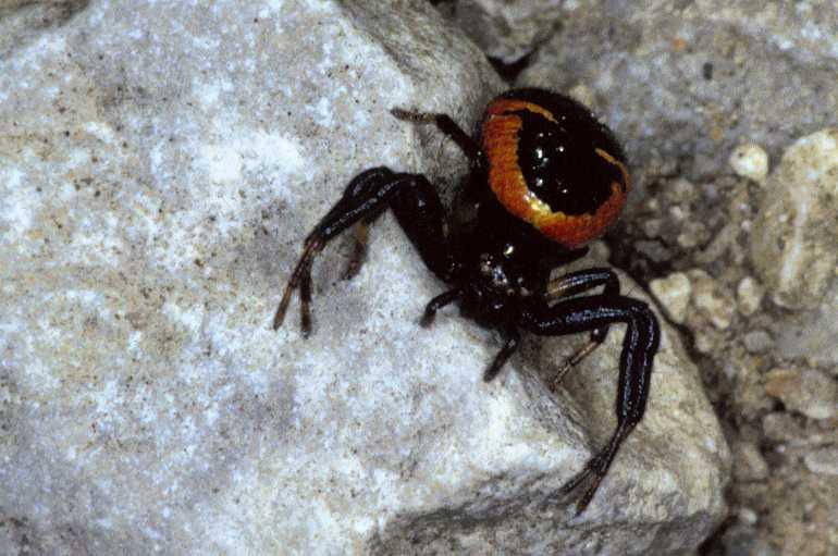 Synaema_globosum_P0523_Z_87_-_Frankrijk.jpg