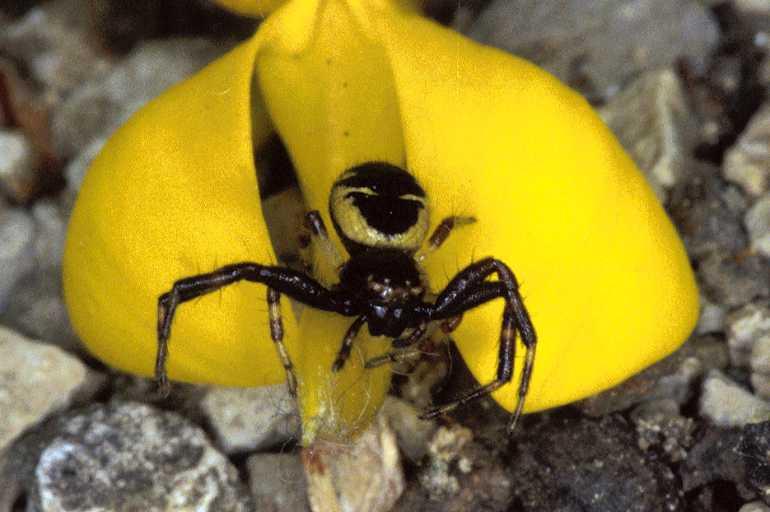 Synaema_globosum_P0528_Z_86_-_Frankrijk.jpg