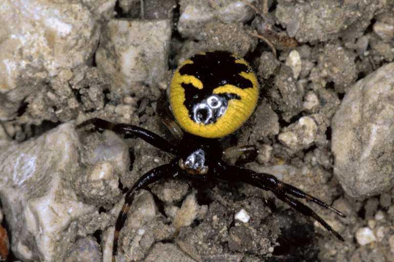 Synaema_globosum_P0531_Z_90_-_Frankrijk.jpg