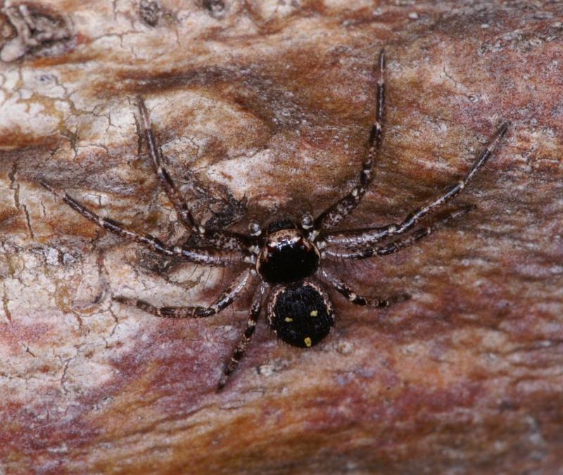 Tharpyna_campestrata_D3331_Z_88_Corrigin_Australie.jpg