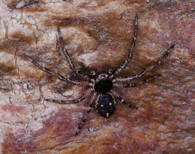 Tharpyna_campestrata_D3332_Z_88_Corrigin_Australie.jpg