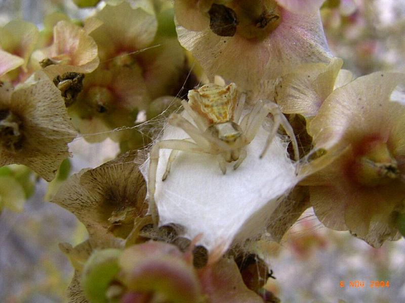 Thomisus_onustus_D2900_Z_88_-_Zwitserland.jpg