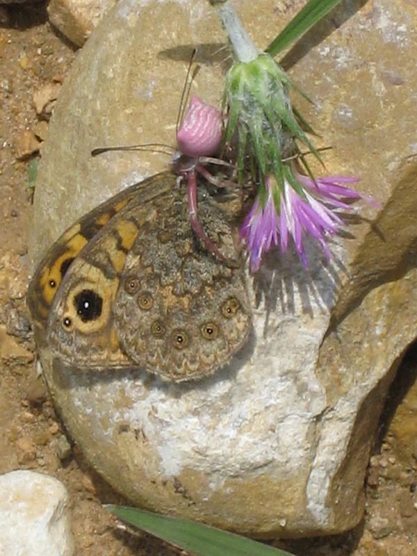 Thomisus_onustus_D4760_Z_85_-_Frankrijk.jpg