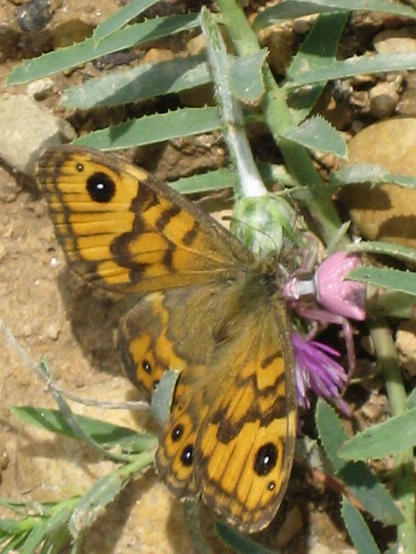 Thomisus_onustus_D4762_Z_80_-_Frankrijk.jpg