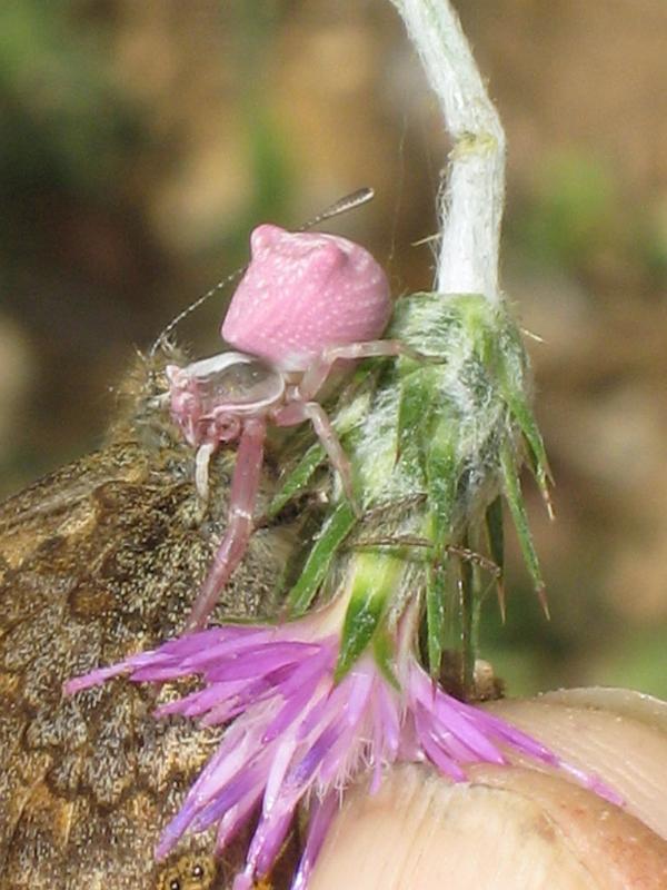 Thomisus_onustus_D4763_Z_88_-_Frankrijk.jpg