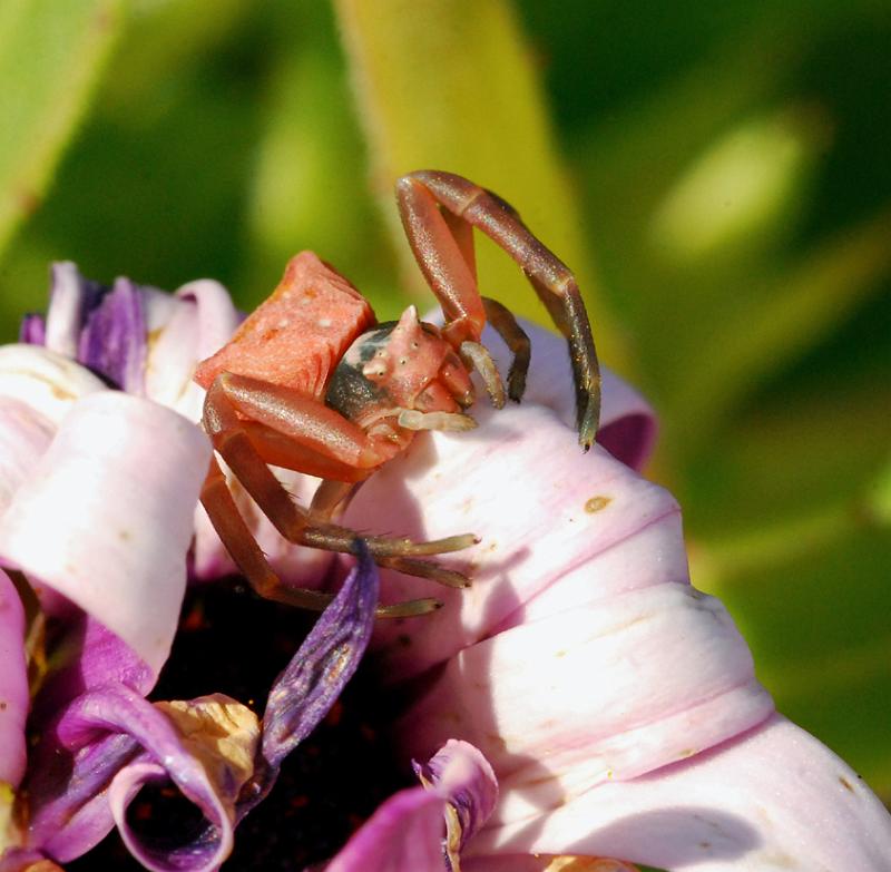 Thomisus_onustus_D8169_Z_89_-_Portugal.jpg