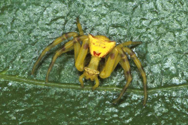 Thomisus_onustus_P0559_Z_90_Soube_Frankrijk.jpg