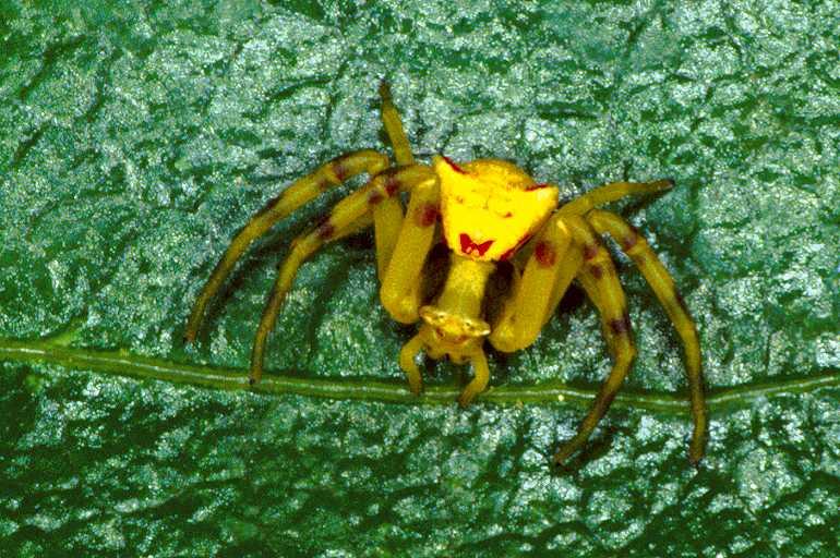 Thomisus_onustus_P0560_Z_90_Soube_Frankrijk.jpg
