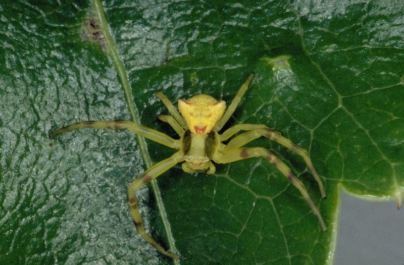 Thomisus_onustus_P0561_Z_91_Soube_Frankrijk.jpg