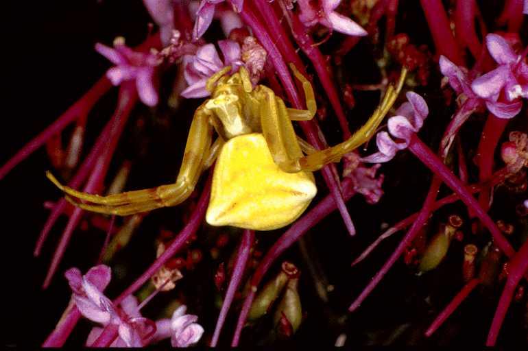 Thomisus_onustus_P0562_Z_75_Soube_Frankrijk.jpg