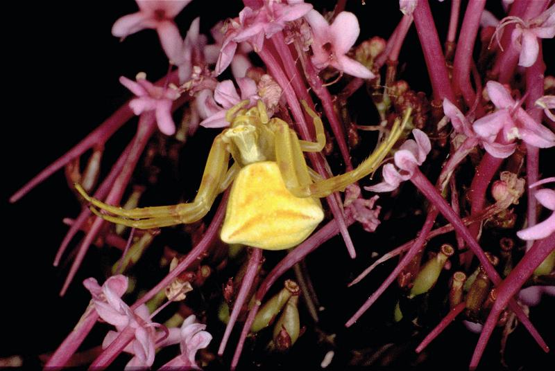 Thomisus_onustus_P0563_Z_85_Soube_Frankrijk.jpg