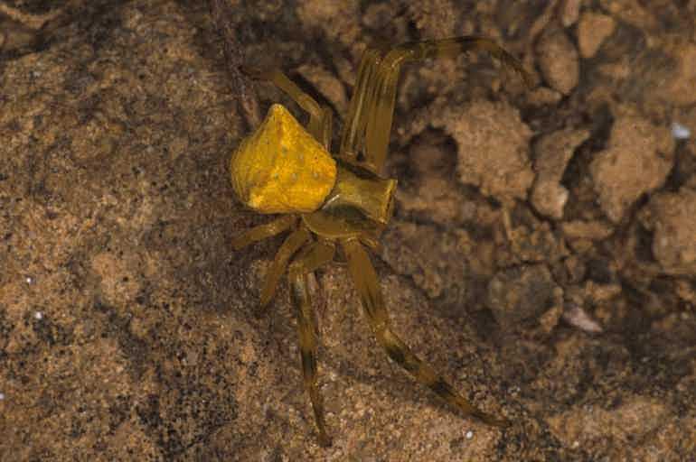 Thomisus_onustus_P1303_Z_82_Kalamata_Griekenland.jpg