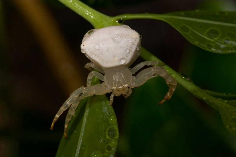 Thomisus_spectabilis_D2768_Z_75_-_Australie.jpg