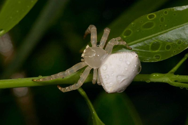 Thomisus_spectabilis_D2769_Z_78_-_Australie.jpg