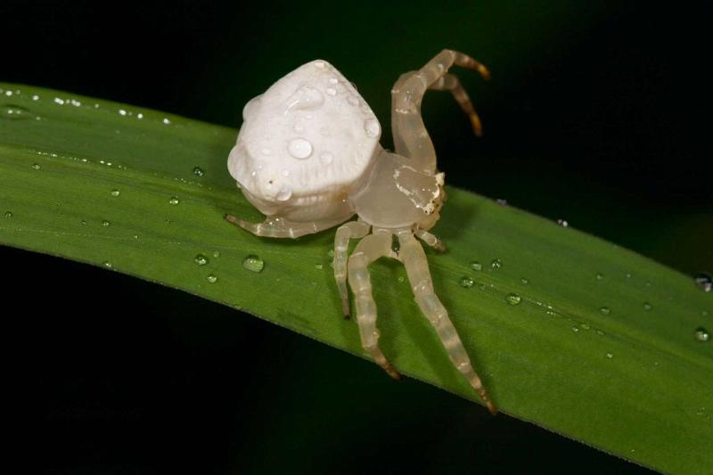 Thomisus_spectabilis_D2770_Z_78_-_Australie.jpg