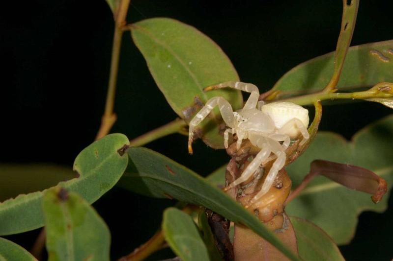Thomisus_spectabilis_D2771_Z_75_-_Australie.jpg