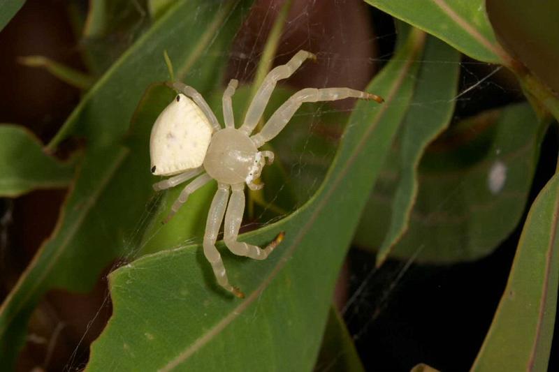 Thomisus_spectabilis_D2772_Z_82_-_Australie.jpg
