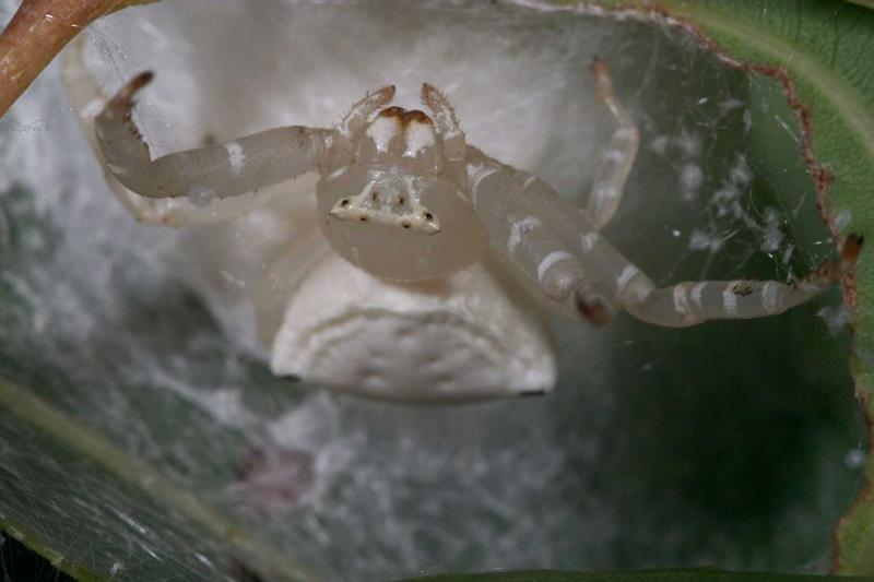 Thomisus_spectabilis_D2773_Z_81_-_Australie.jpg