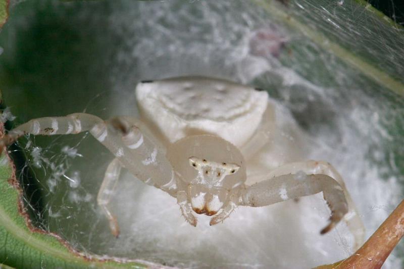 Thomisus_spectabilis_D2774_Z_82_-_Australie.jpg