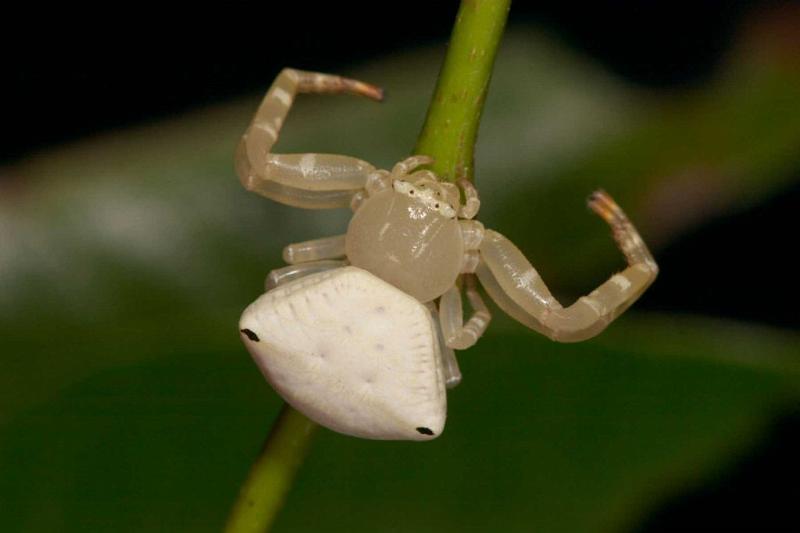 Thomisus_spectabilis_D2777_Z_81_-_Australie.jpg
