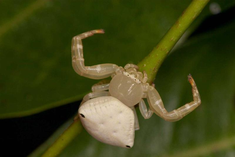 Thomisus_spectabilis_D2779_Z_81_-_Australie.jpg