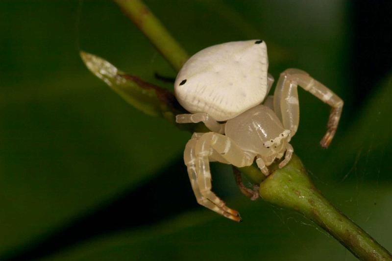 Thomisus_spectabilis_D2780_Z_81_-_Australie.jpg