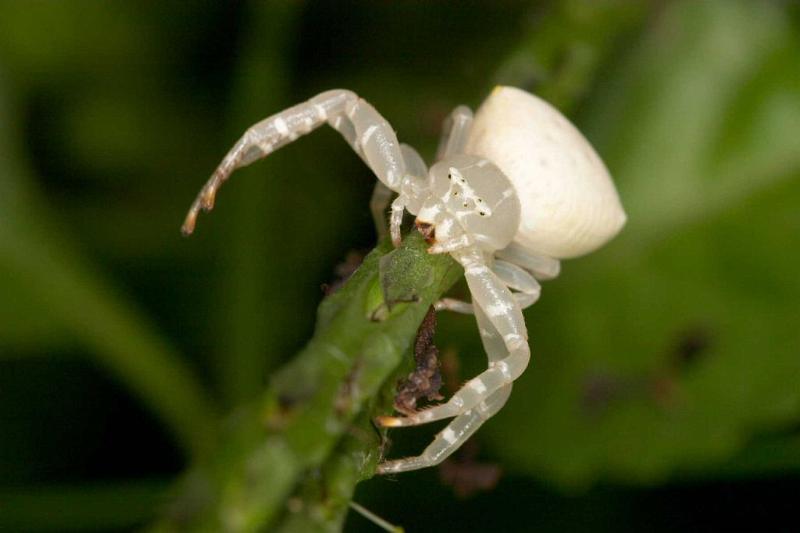 Thomisus_spectabilis_D2781_Z_82_-_Australie.jpg