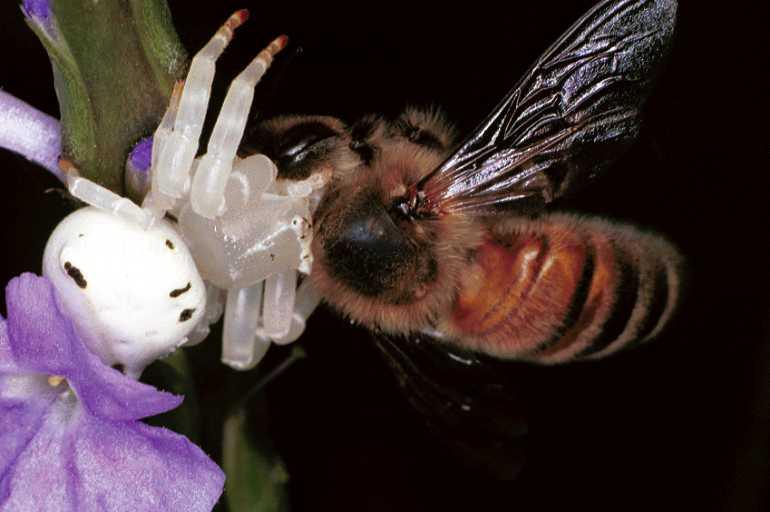 Thomisus_spectabilis_F0691_Z_80_Giru_Australie.jpg