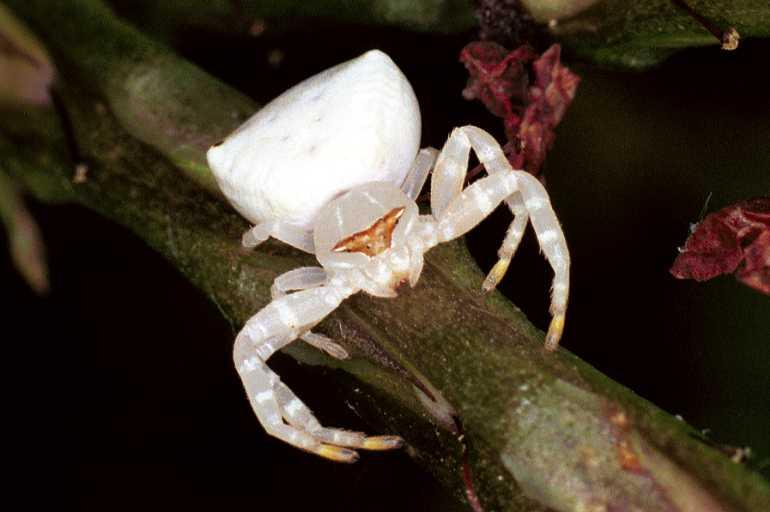 Thomisus_spectabilis_F0720_Z_86_Giru_Australie.jpg