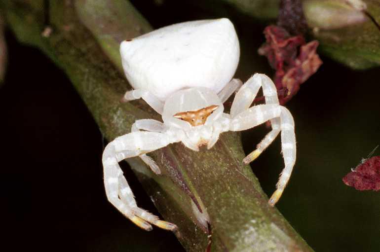 Thomisus_spectabilis_F0721_Z_84_Giru_Australie.jpg