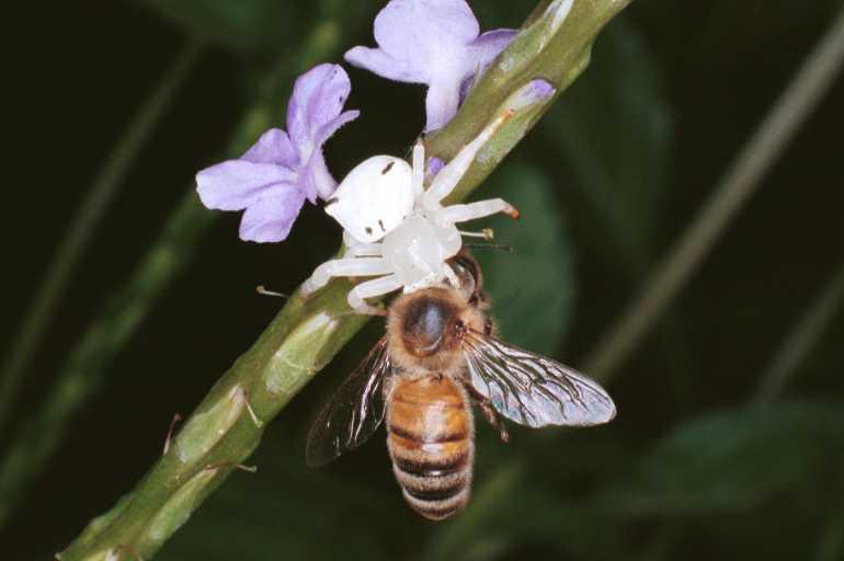 Thomisus_spectabilis_RF0364_Z_78_Giru_Australie.jpg
