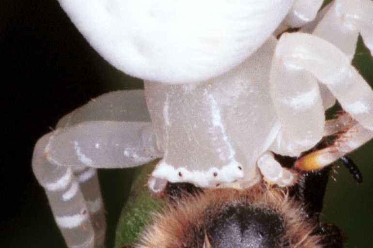 Thomisus_spectabilis_RF0369_O_75_Giru_Australie.jpg