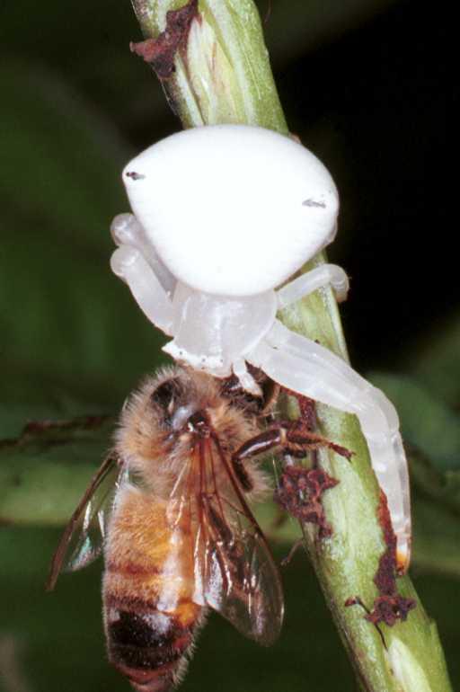 Thomisus_spectabilis_RF0370_O_75_Giru_Australie.jpg