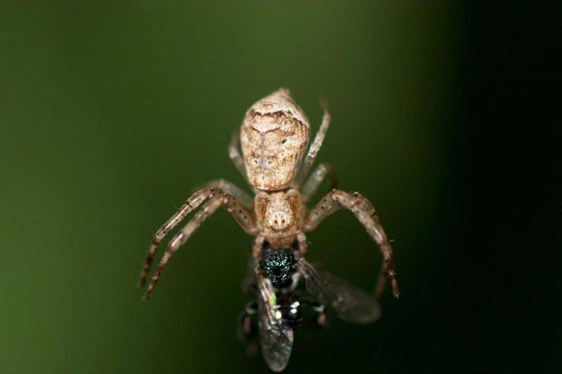Tmarus_cinerascens_D2782_Z_81_-_Australie.jpg
