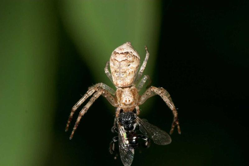 Tmarus_cinerascens_D2783_Z_82_-_Australie.jpg