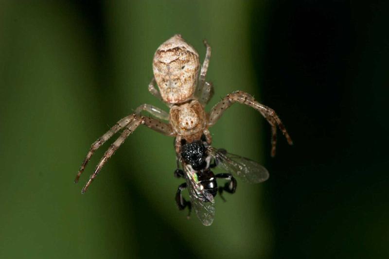 Tmarus_cinerascens_D2784_Z_82_-_Australie.jpg