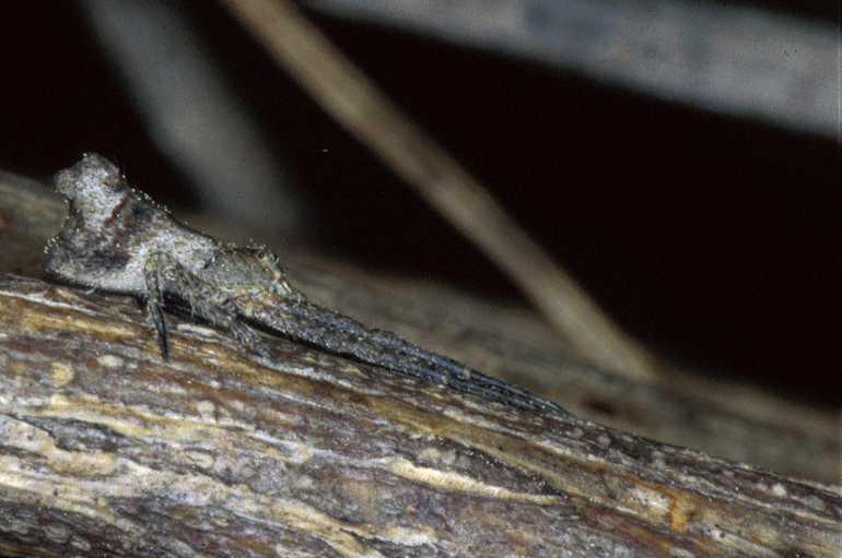 Tmarus_piger_P0847_Z_80_Soube_Frankrijk.jpg