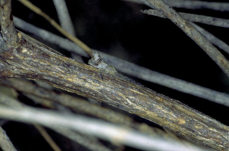 Tmarus_piger_P0848_Z_80_Soube_Frankrijk.jpg