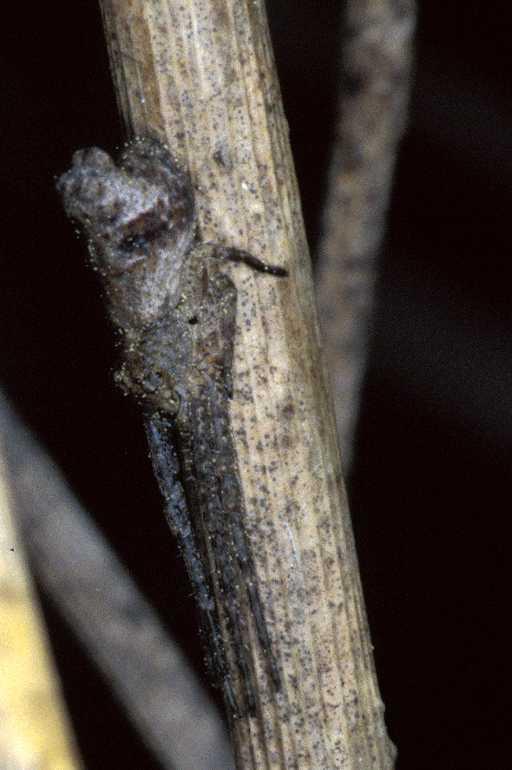 Tmarus_piger_P0850_Z_90_Soube_Frankrijk.jpg