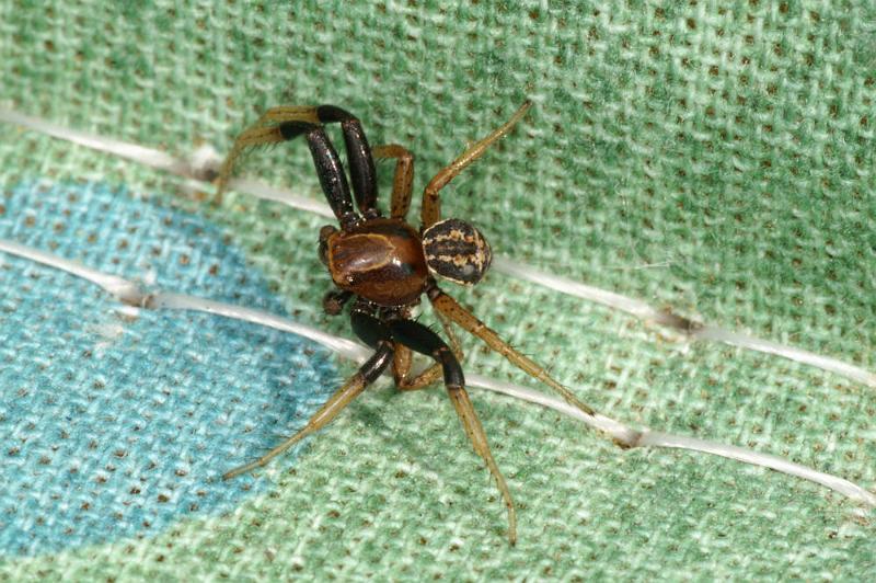 Xysticus_bifasciatus_D4375_D_88_Oostvlieland_Nederland.jpg