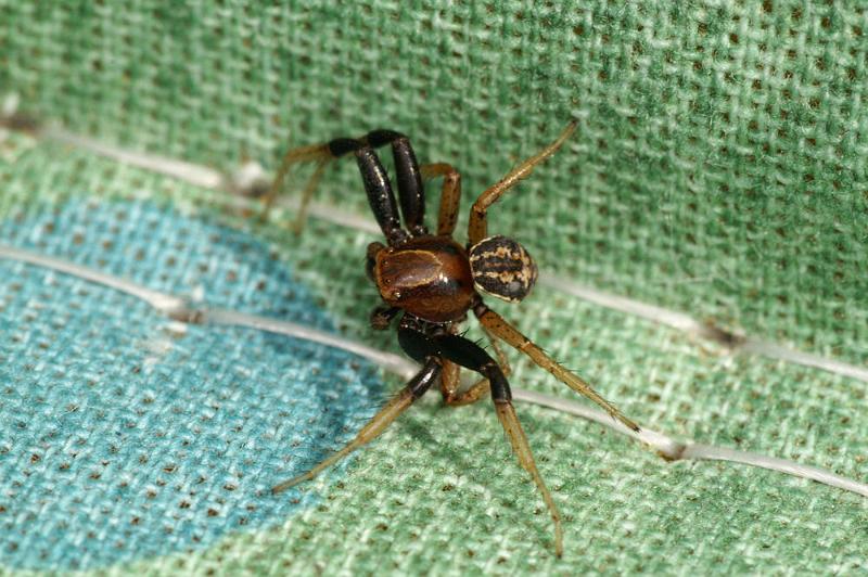 Xysticus_bifasciatus_D4376_Z_88_Oostvlieland_Nederland.jpg