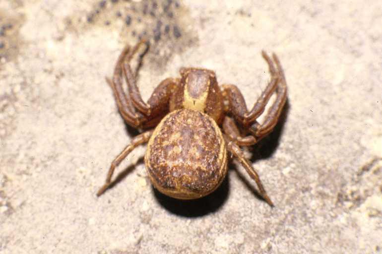 Xysticus_bifasciatus_P0102_Z_75_-_Frankrijk.jpg