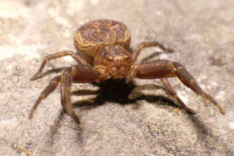 Xysticus_bifasciatus_P0110_Z_90_-_Frankrijk.jpg