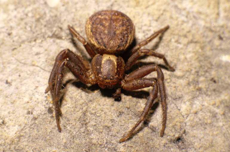 Xysticus_bifasciatus_P0111_Z_80_-_Frankrijk.jpg