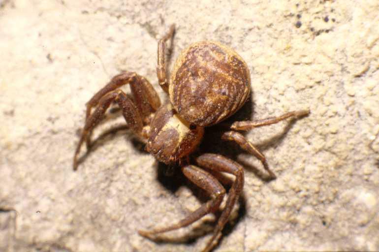 Xysticus_bifasciatus_P0112_Z_80_-_Frankrijk.jpg
