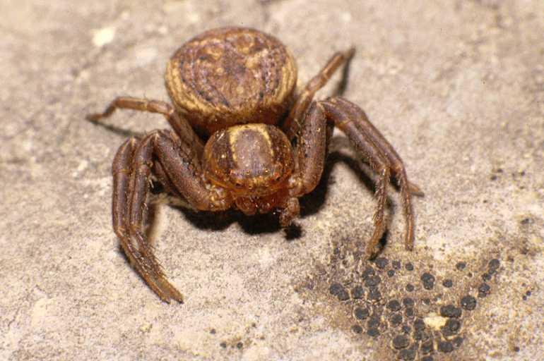 Xysticus_bifasciatus_P0113_Z_80_-_Frankrijk.jpg