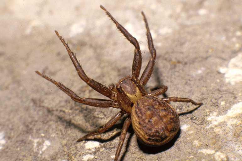 Xysticus_bifasciatus_P0114_Z_90_-_Frankrijk.jpg