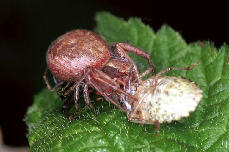 Xysticus_cristatus_F1272_D_82_Laprade_Frankrijk.jpg