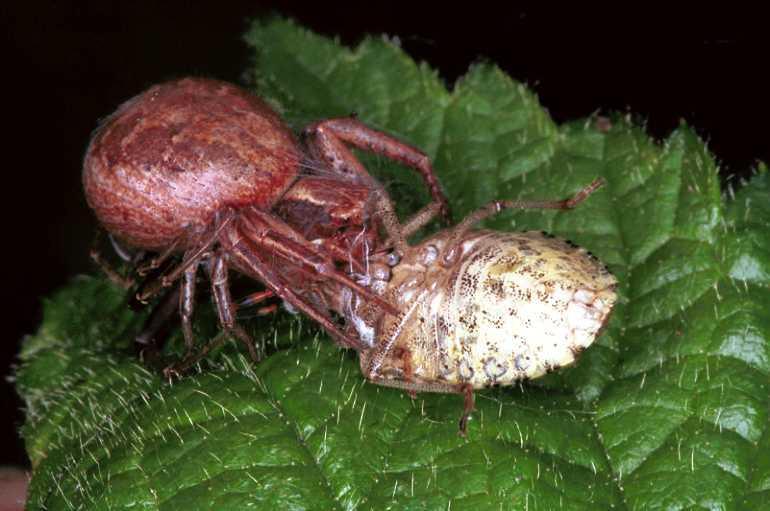 Xysticus_cristatus_F1273_D_85_Laprade_Frankrijk.jpg