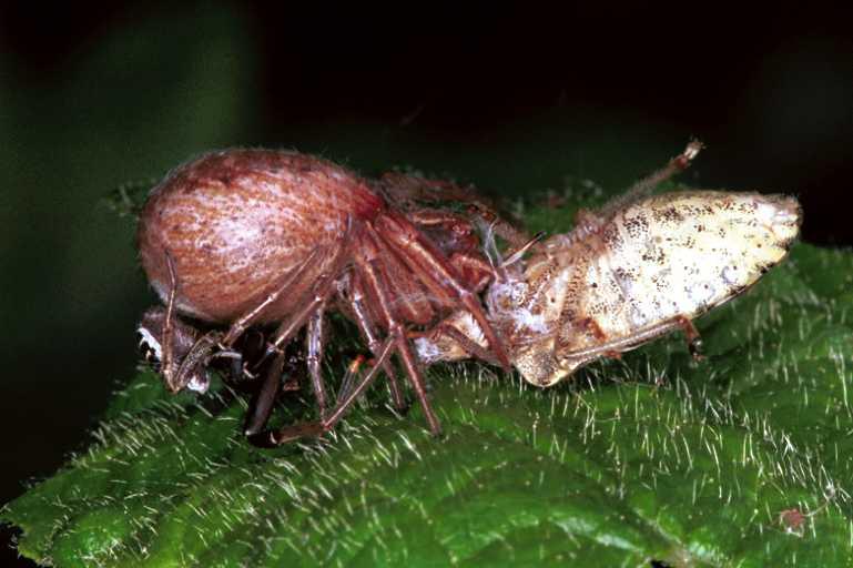 Xysticus_cristatus_F1274_D_84_Laprade_Frankrijk.jpg